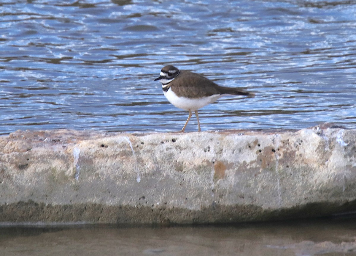 Killdeer - ML646356688
