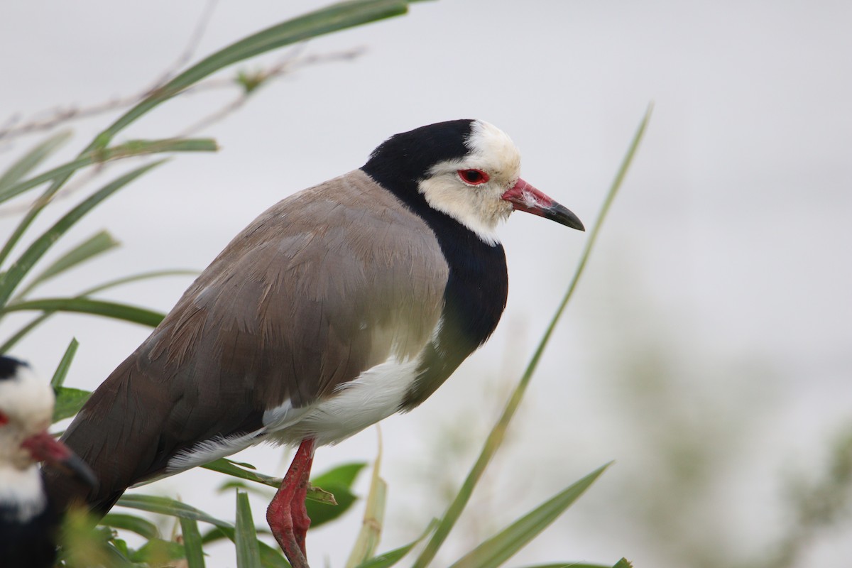 Long-toed Lapwing - ML646356690
