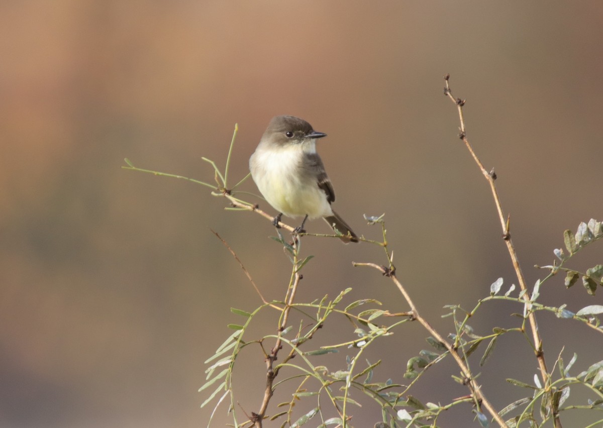 Eastern Phoebe - ML646356692