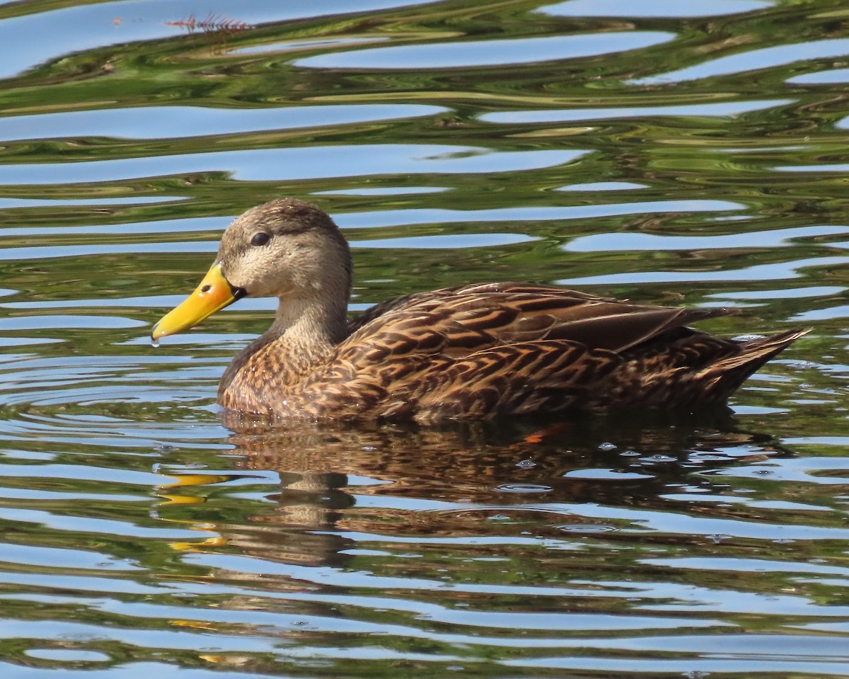 Ánade Moteado - ML646356693