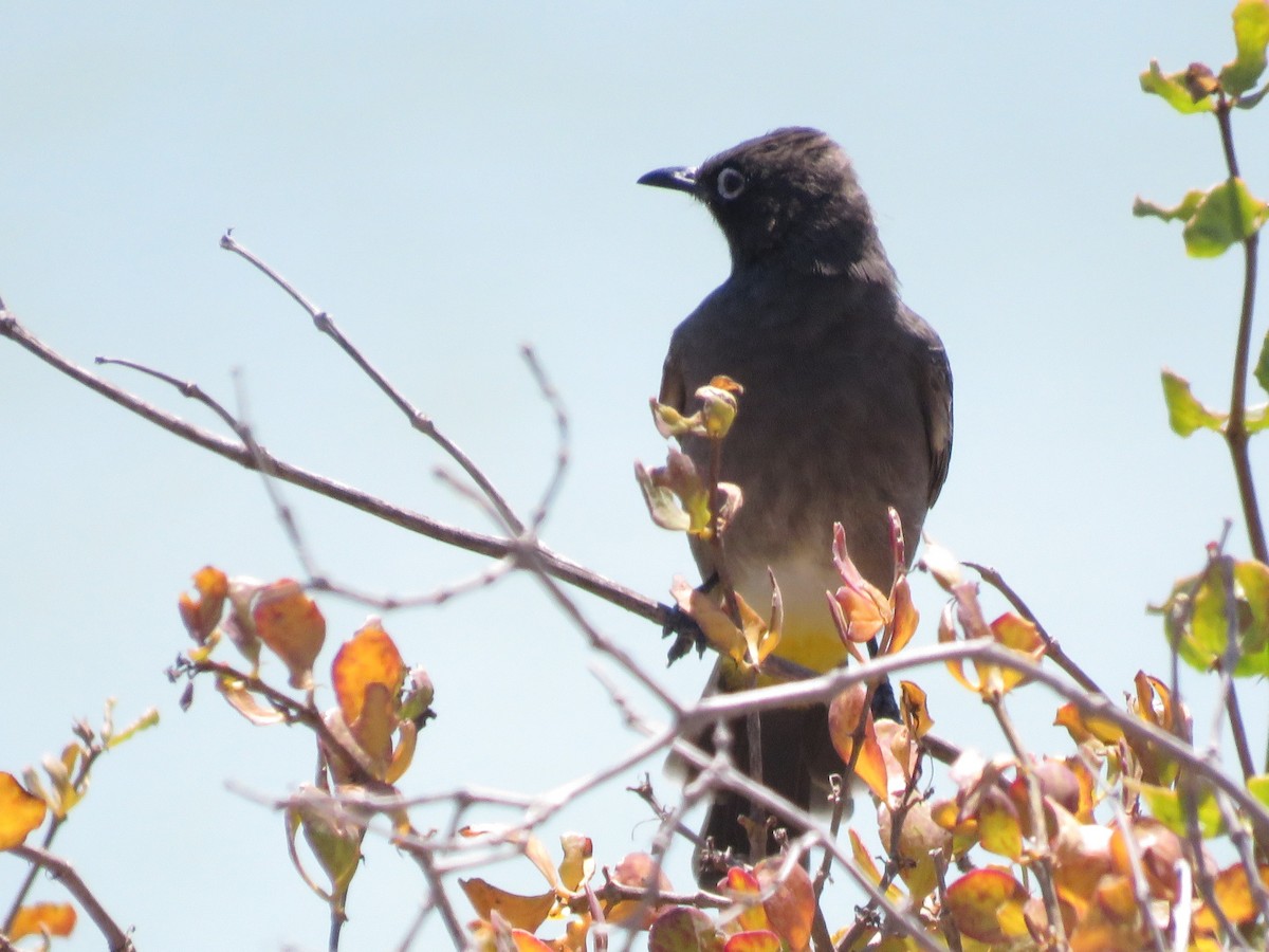Cape Bulbul - ML646356697