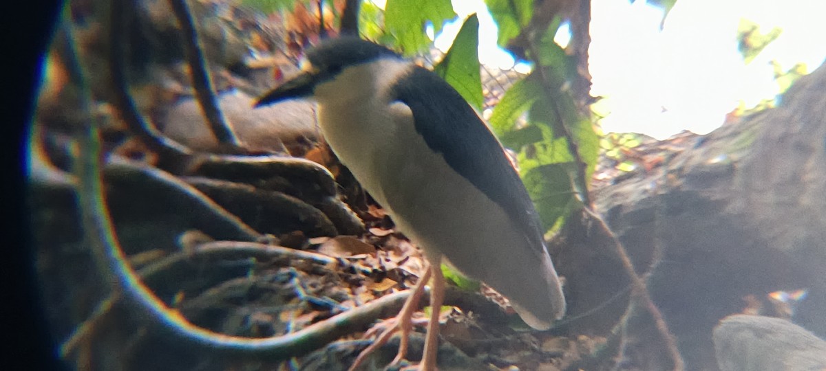 Nitticora - ML646356698