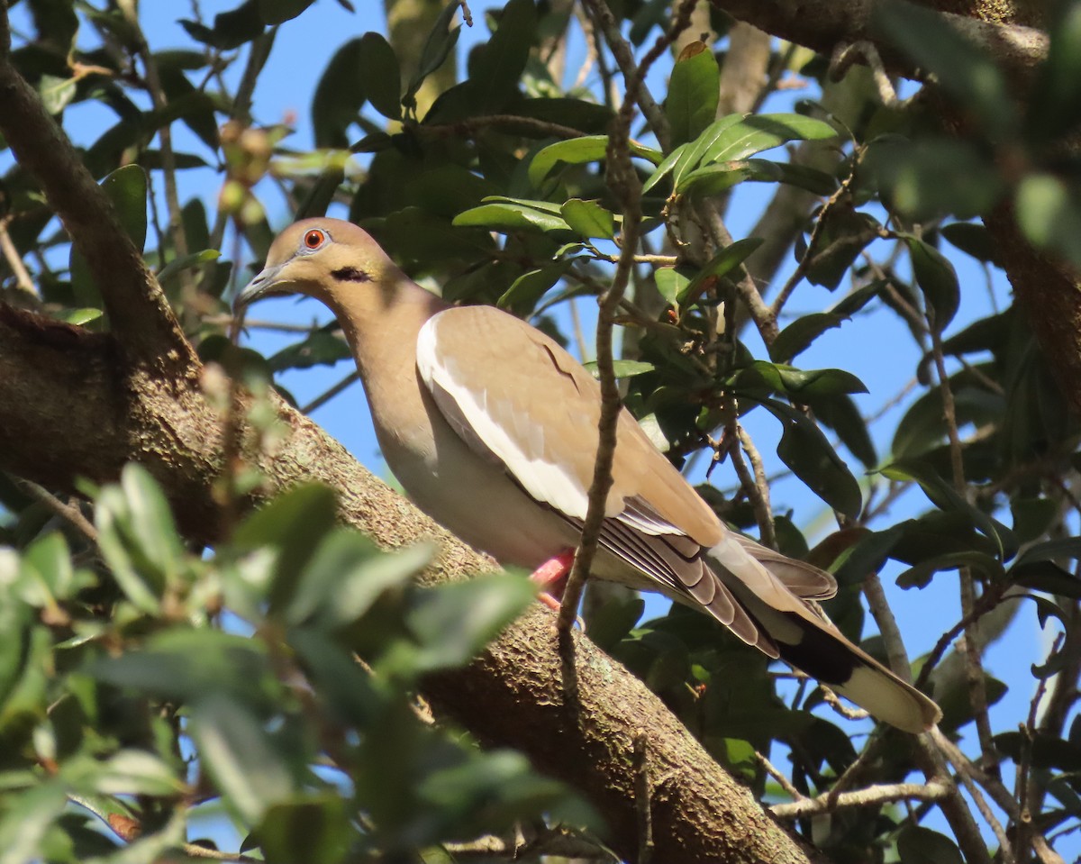 Ak Kanatlı Kumru - ML646356699