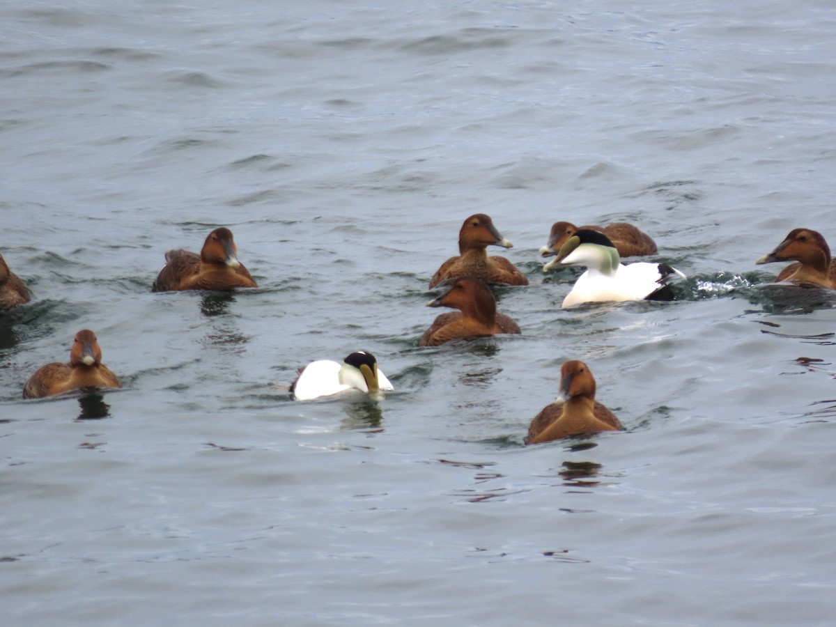 Éider Común - ML646356700