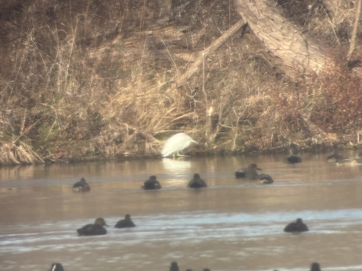 Little Blue Heron - ML646356701