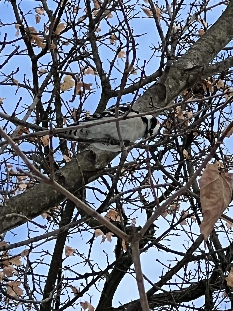 Downy Woodpecker - ML646356706