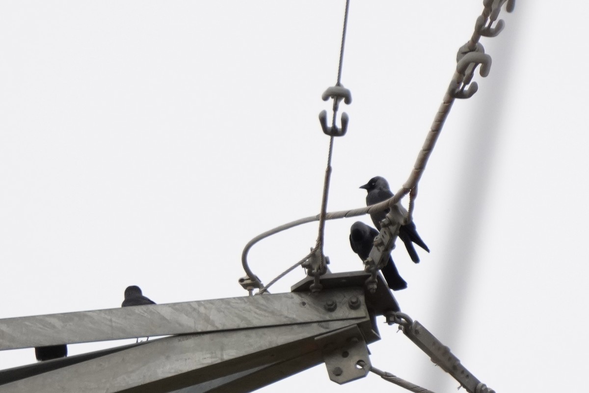 Eurasian Jackdaw - ML646356711