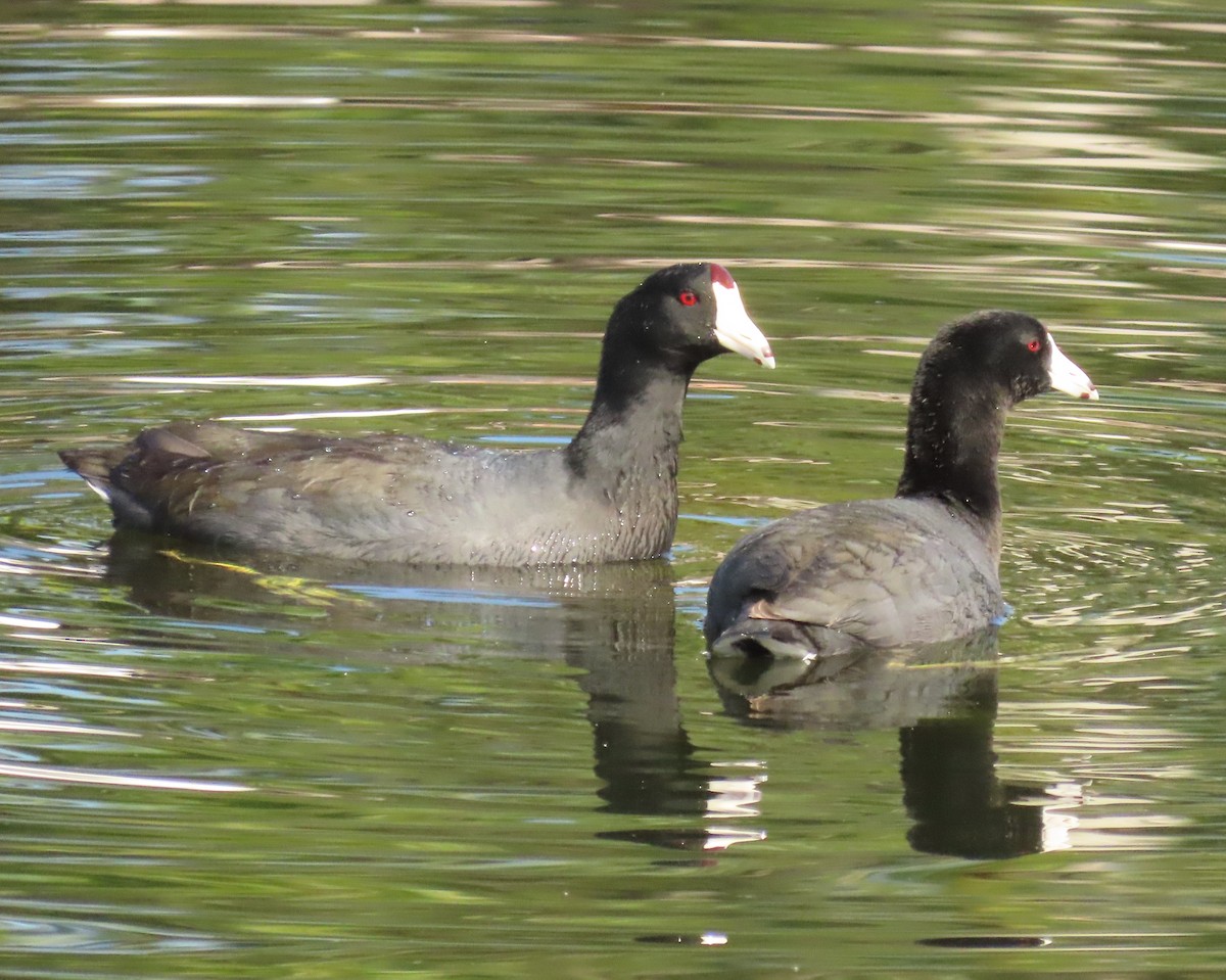 Focha Americana - ML646356715