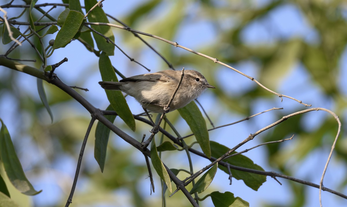 Plain Leaf Warbler - ML646356716