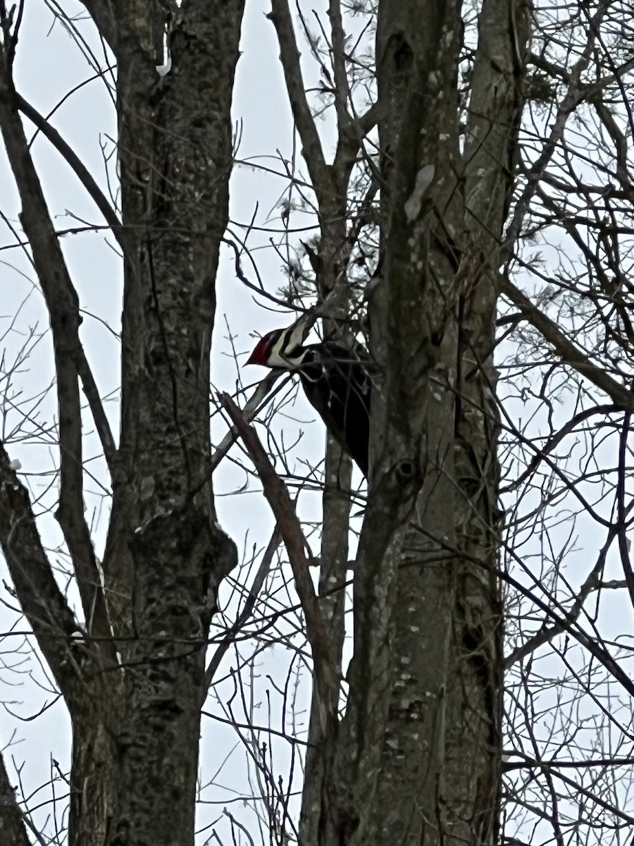 Pileated Woodpecker - ML646356717