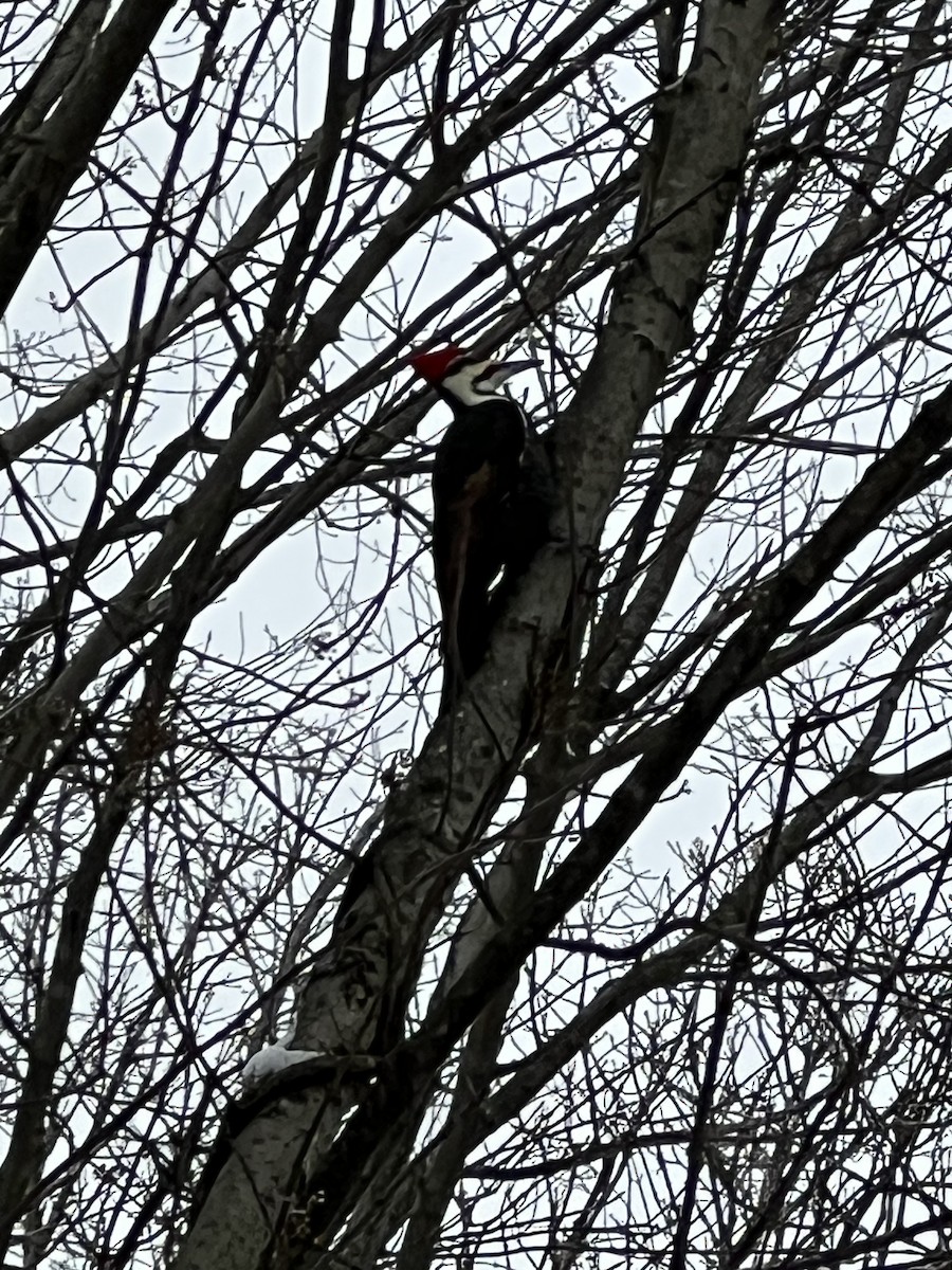 Pileated Woodpecker - ML646356718