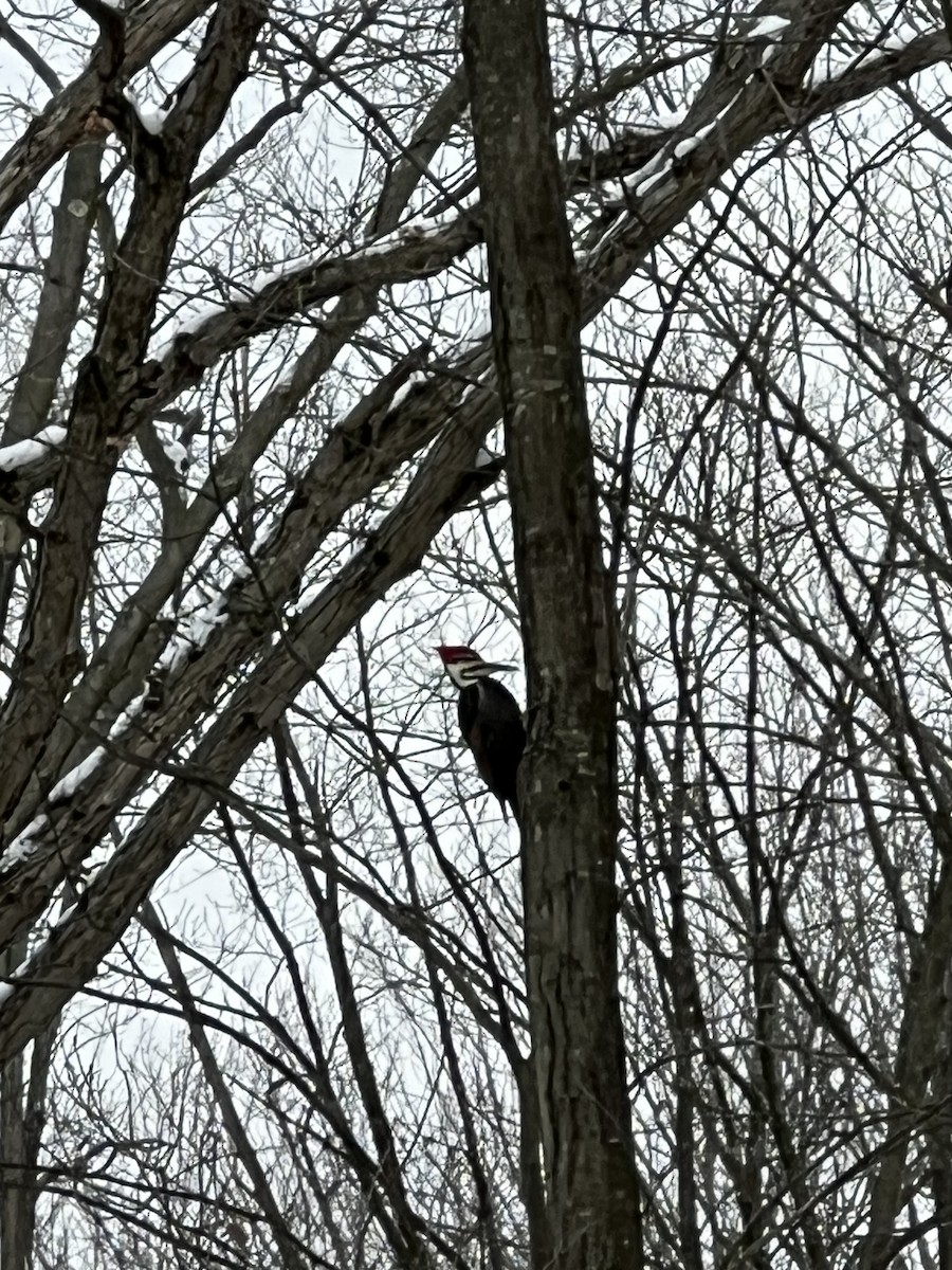 Pileated Woodpecker - ML646356719