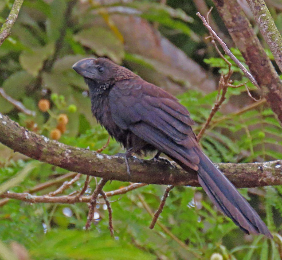 Smooth-billed Ani - ML646356722