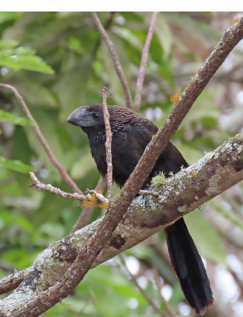 Smooth-billed Ani - ML646356723