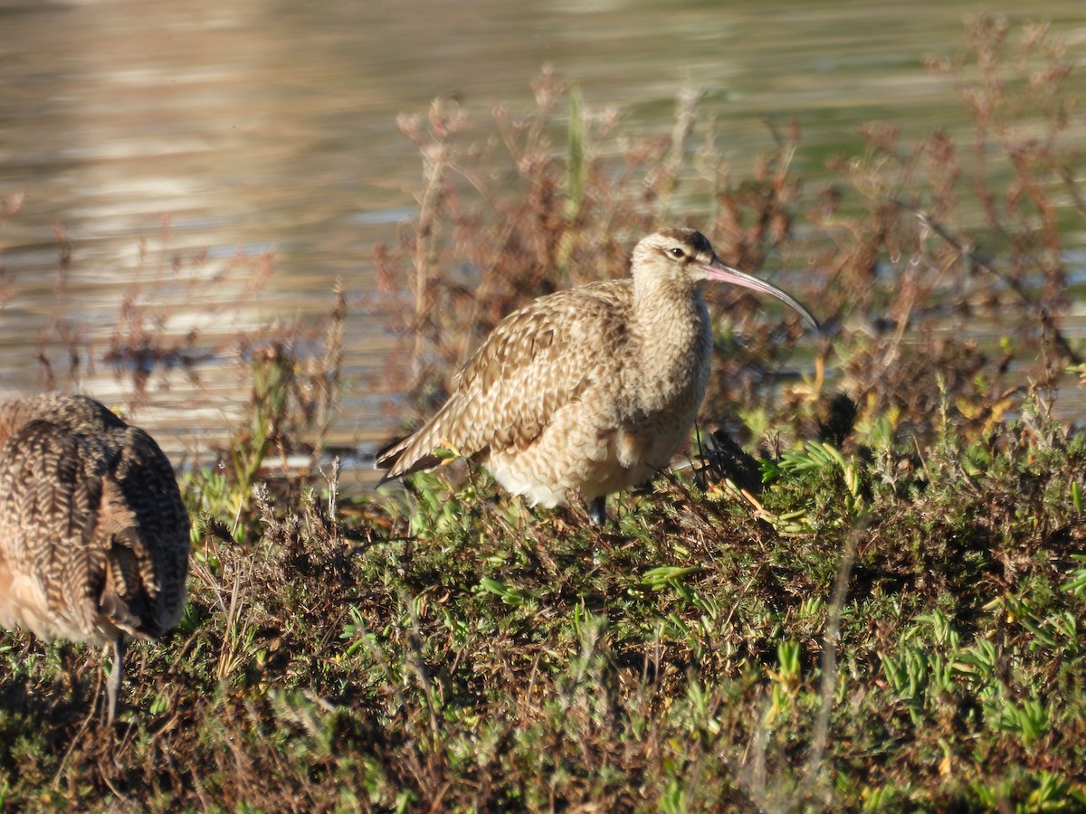Long-billed Curlew - ML646356727
