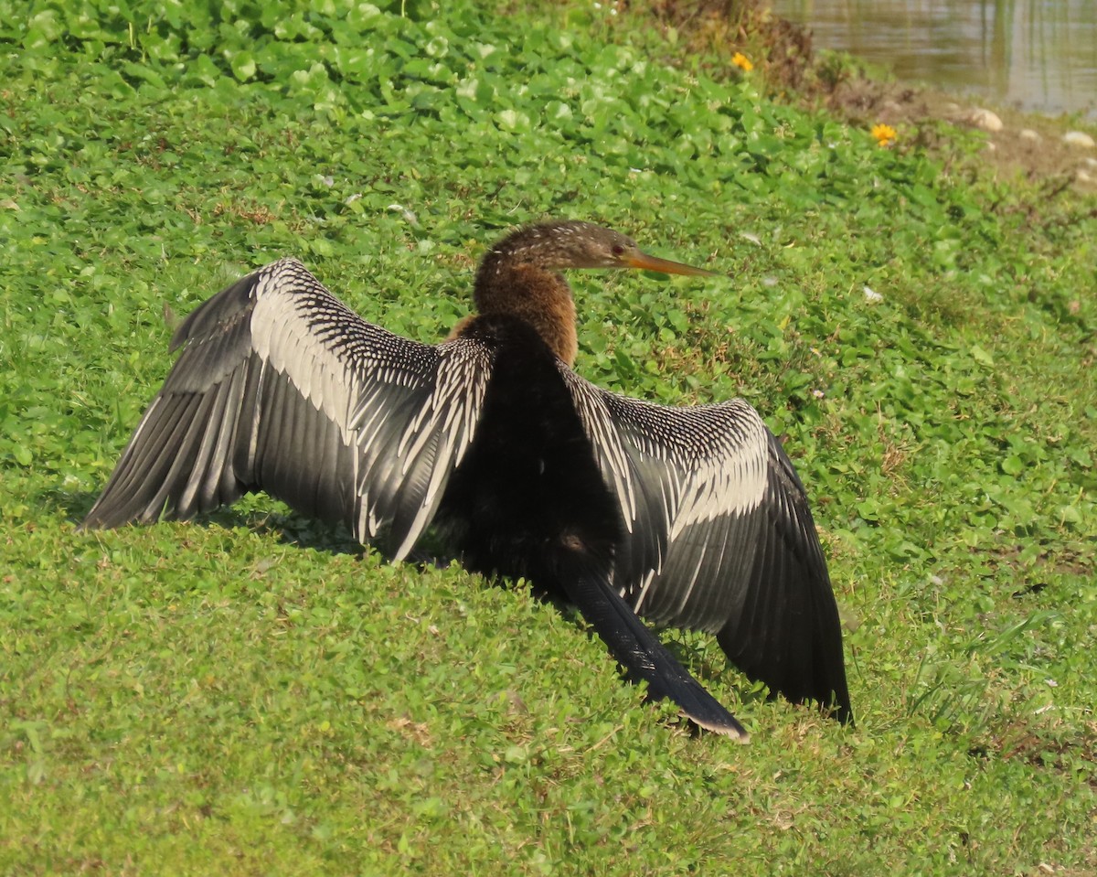 Anhinga Americana - ML646356728
