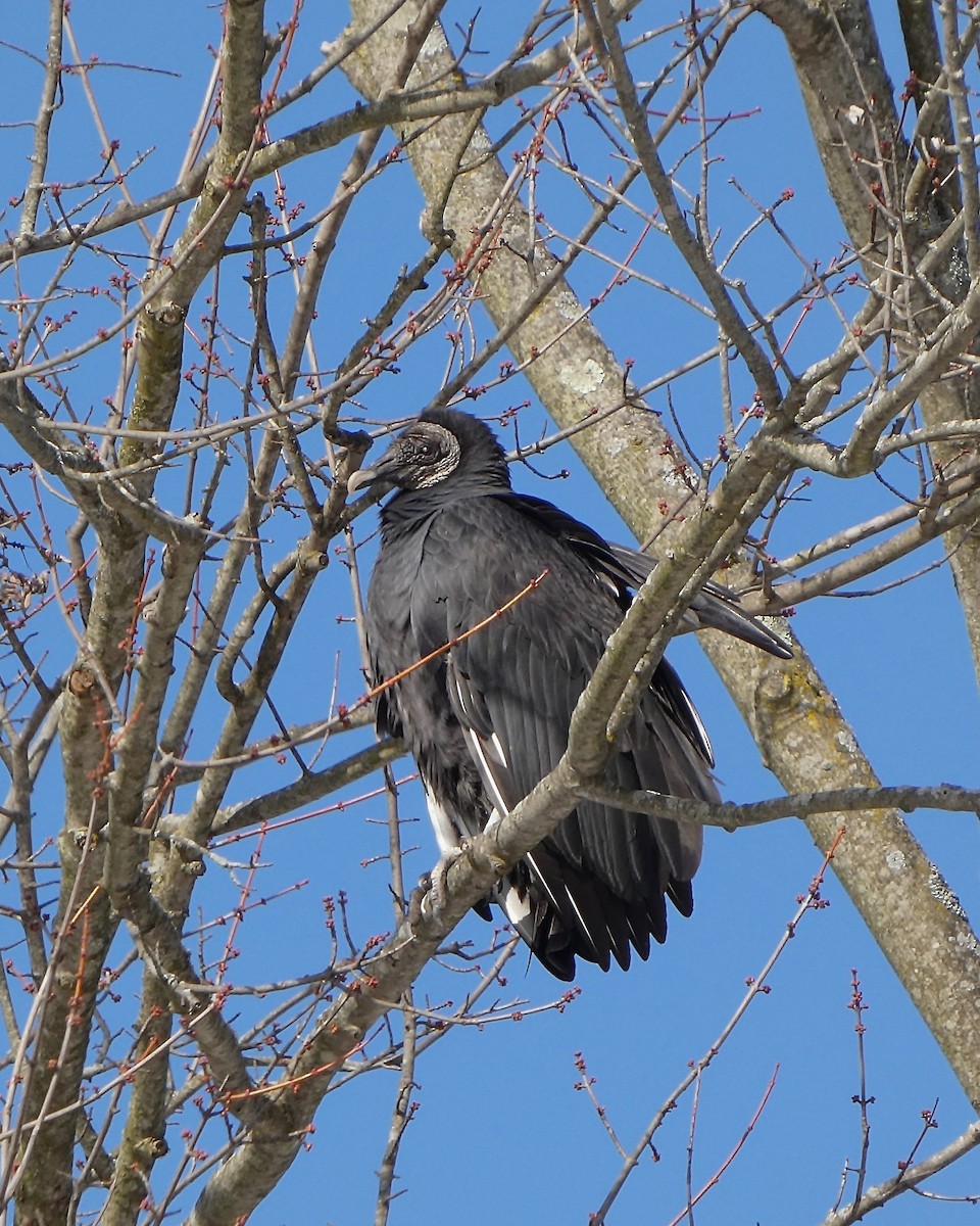 Black Vulture - ML646356730