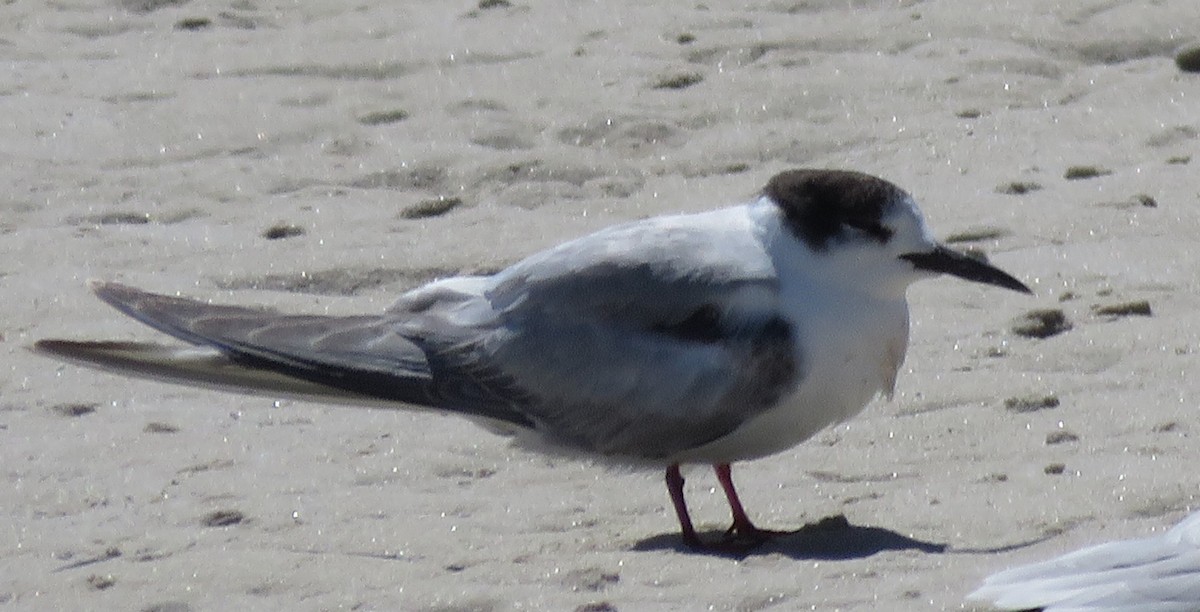 Common Tern - ML646356731