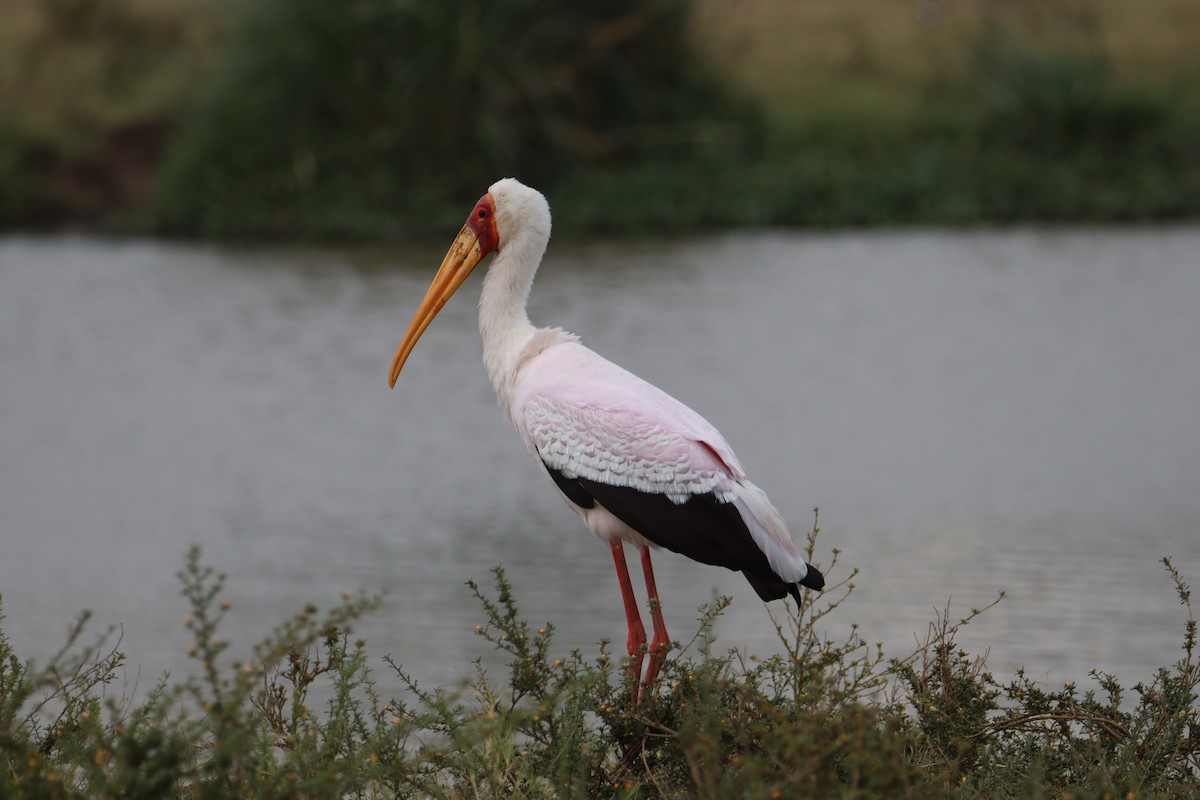 Yellow-billed Stork - ML646356735