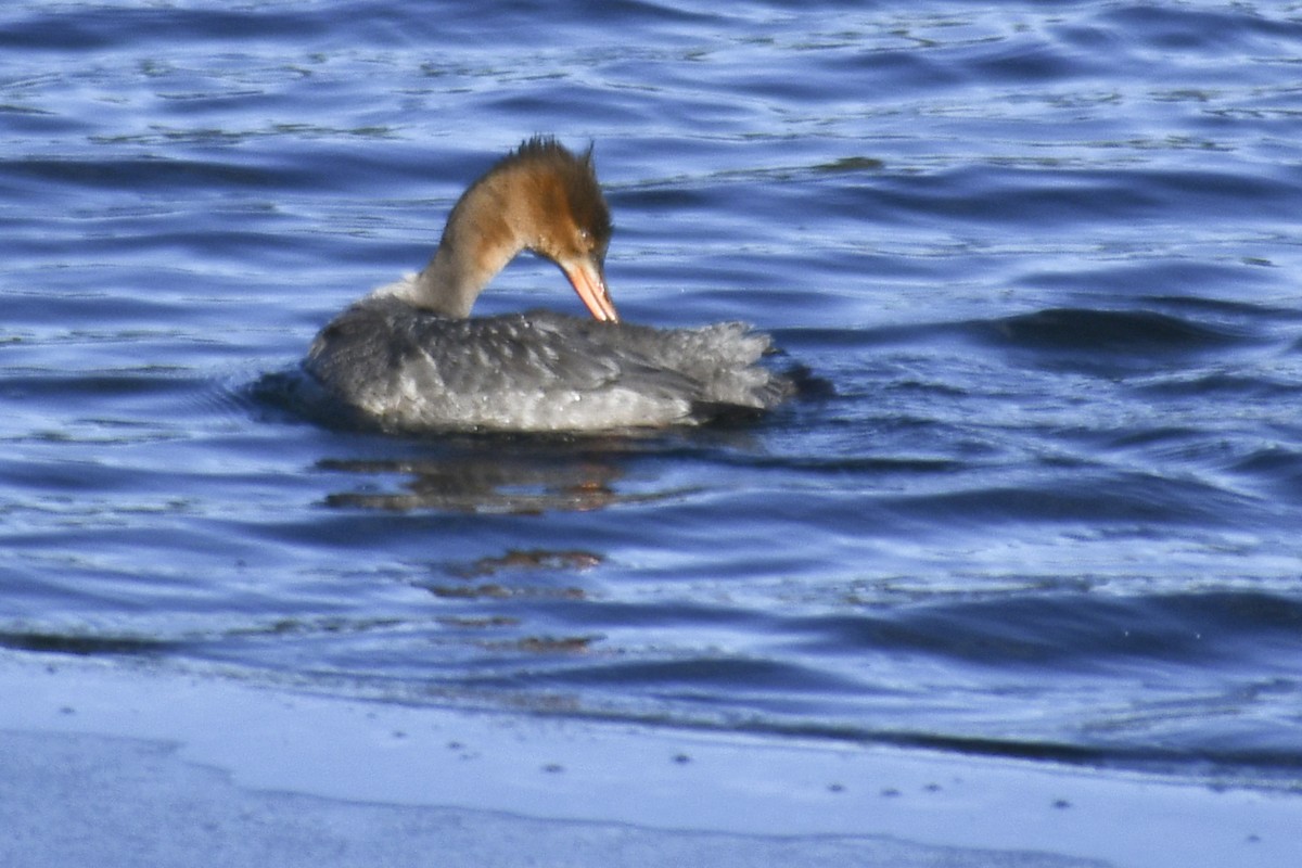 Крех середній - ML646356737