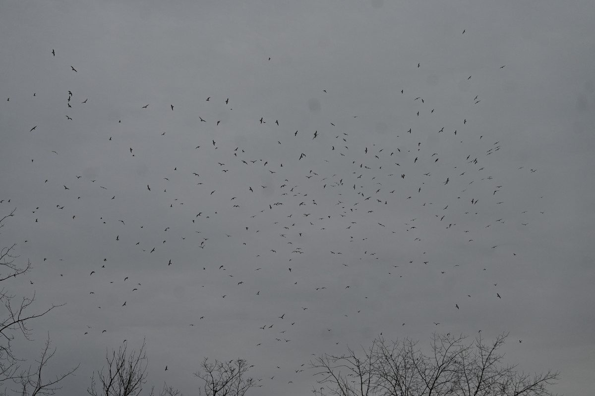 Ring-billed Gull - ML646356740