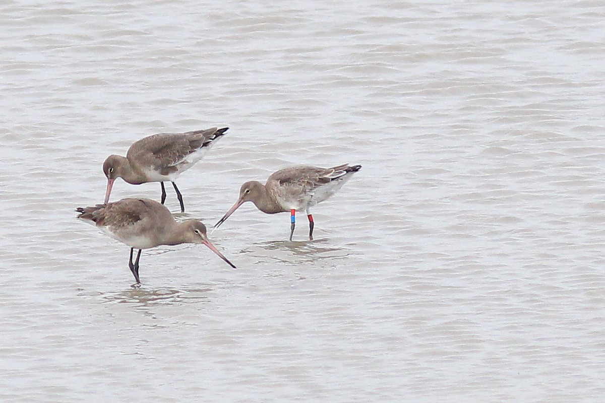 Black-tailed Godwit - ML646356741