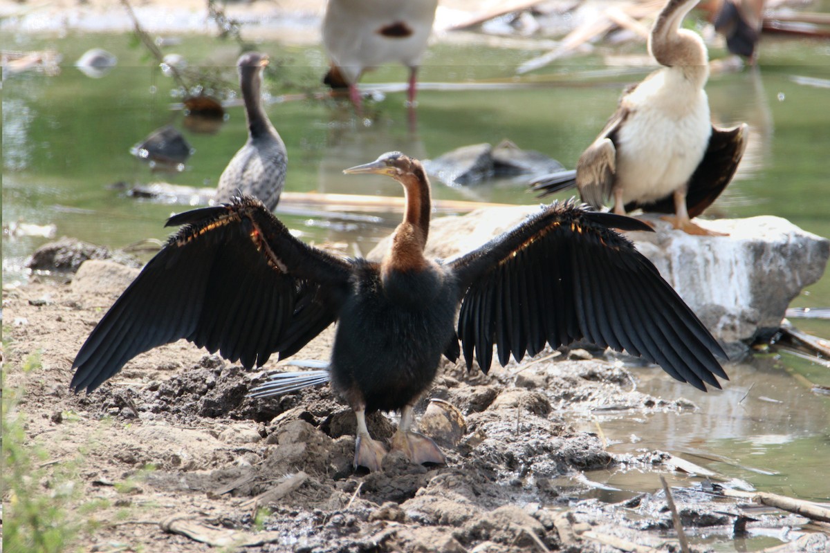 African Darter - ML646356744