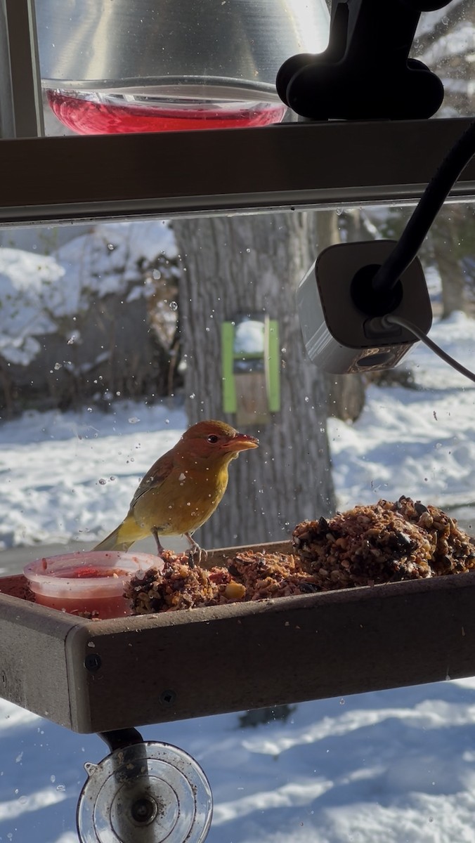 Kırmızı Piranga - ML646356745