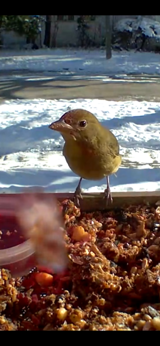 Kırmızı Piranga - ML646356746