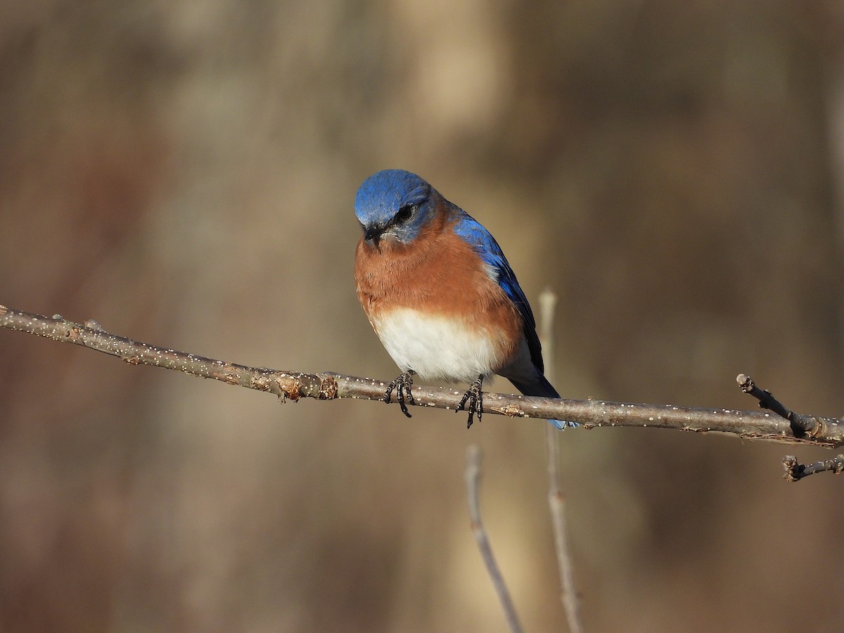 Eastern Bluebird - ML646356747