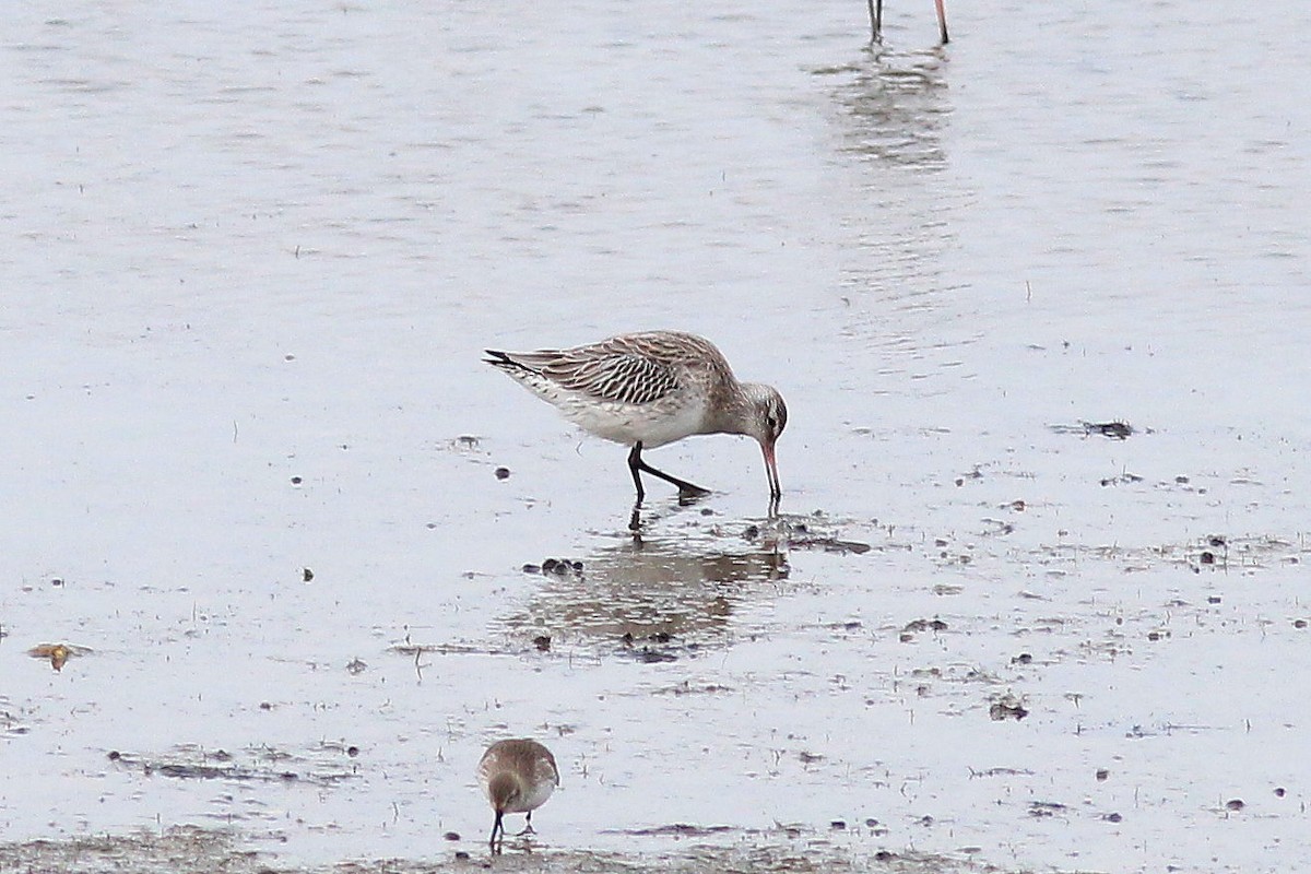 Bar-tailed Godwit - ML646356749