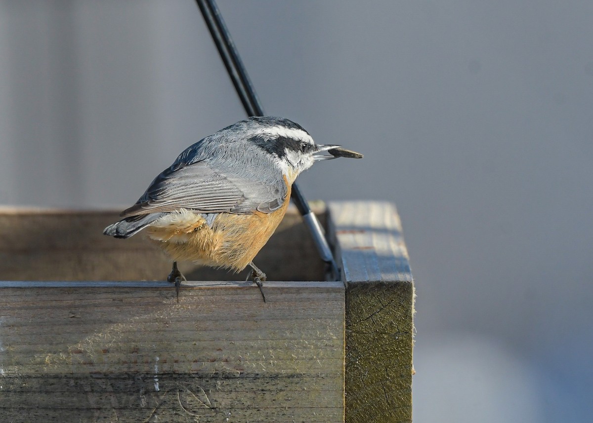 Red-breasted Nuthatch - ML646356751