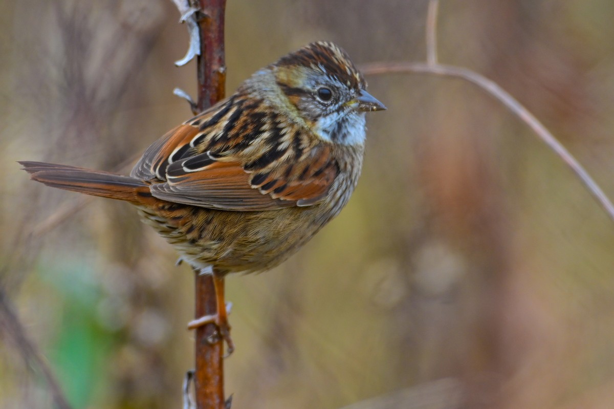 Swamp Sparrow - ML646356752
