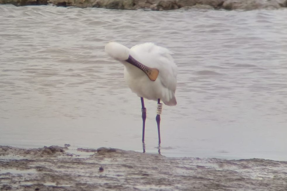 Eurasian Spoonbill - ML646356754
