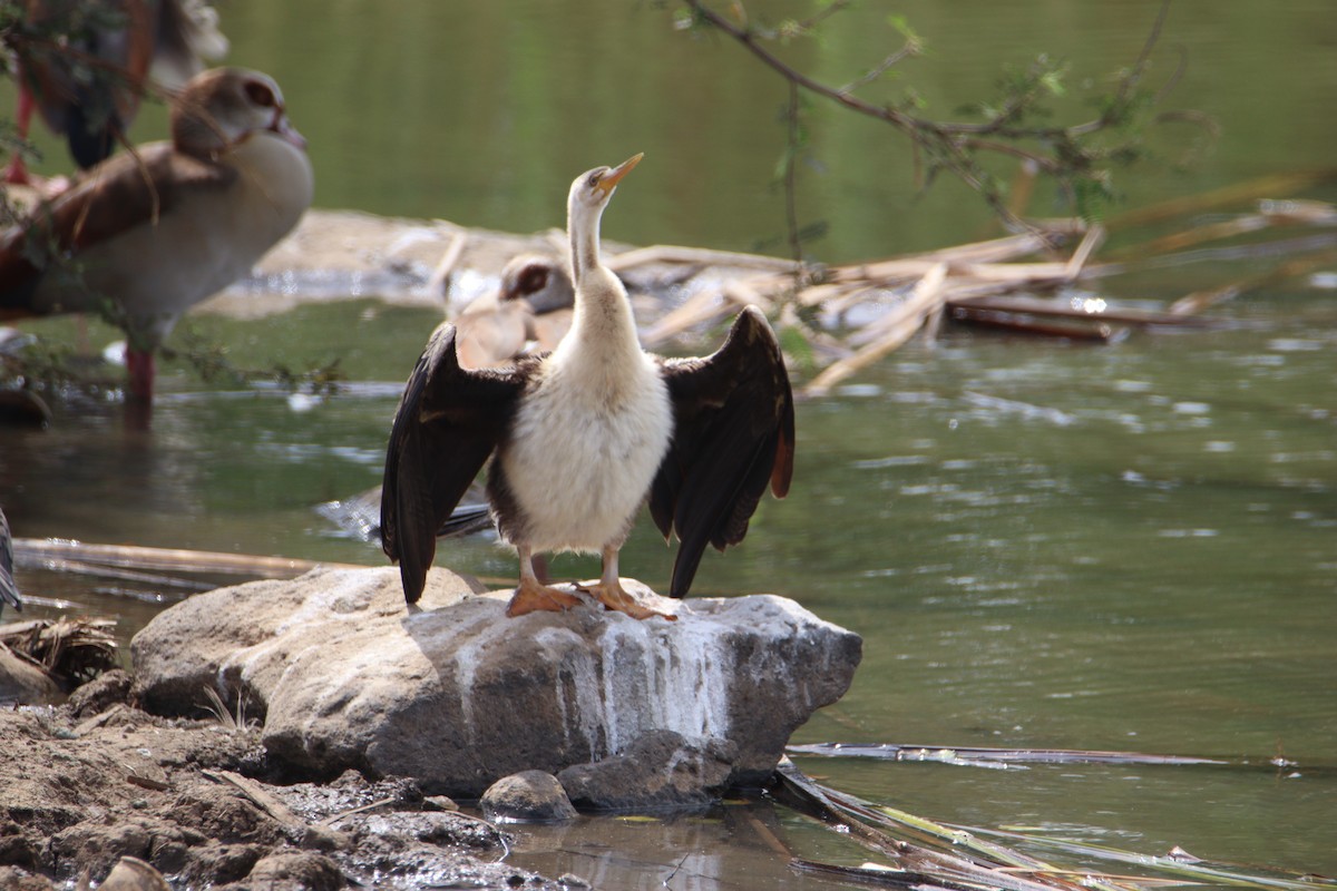 kormorán velký (ssp. lucidus) - ML646356756