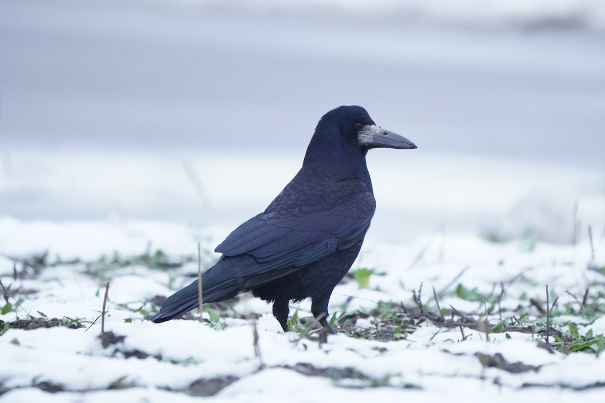 Ekin Kargası - ML646356757