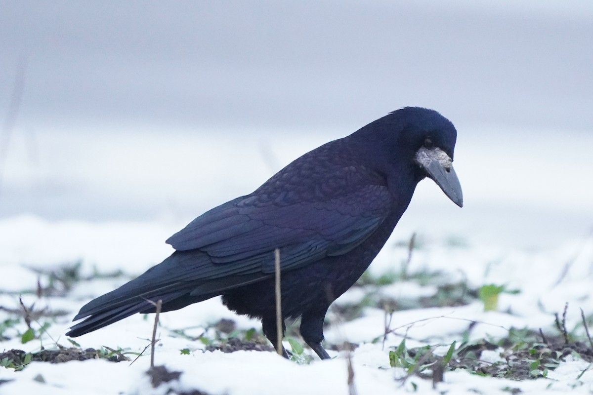 Ekin Kargası - ML646356758