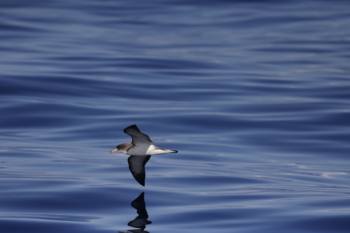 Cory's Shearwater - ML646356759