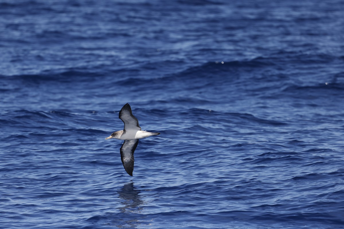 Cory's Shearwater - ML646356761