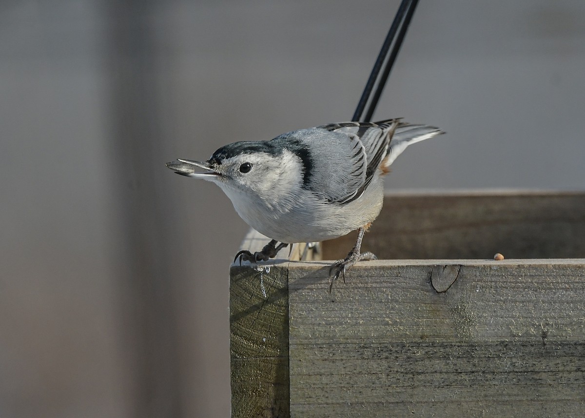 White-breasted Nuthatch (Eastern) - ML646356763