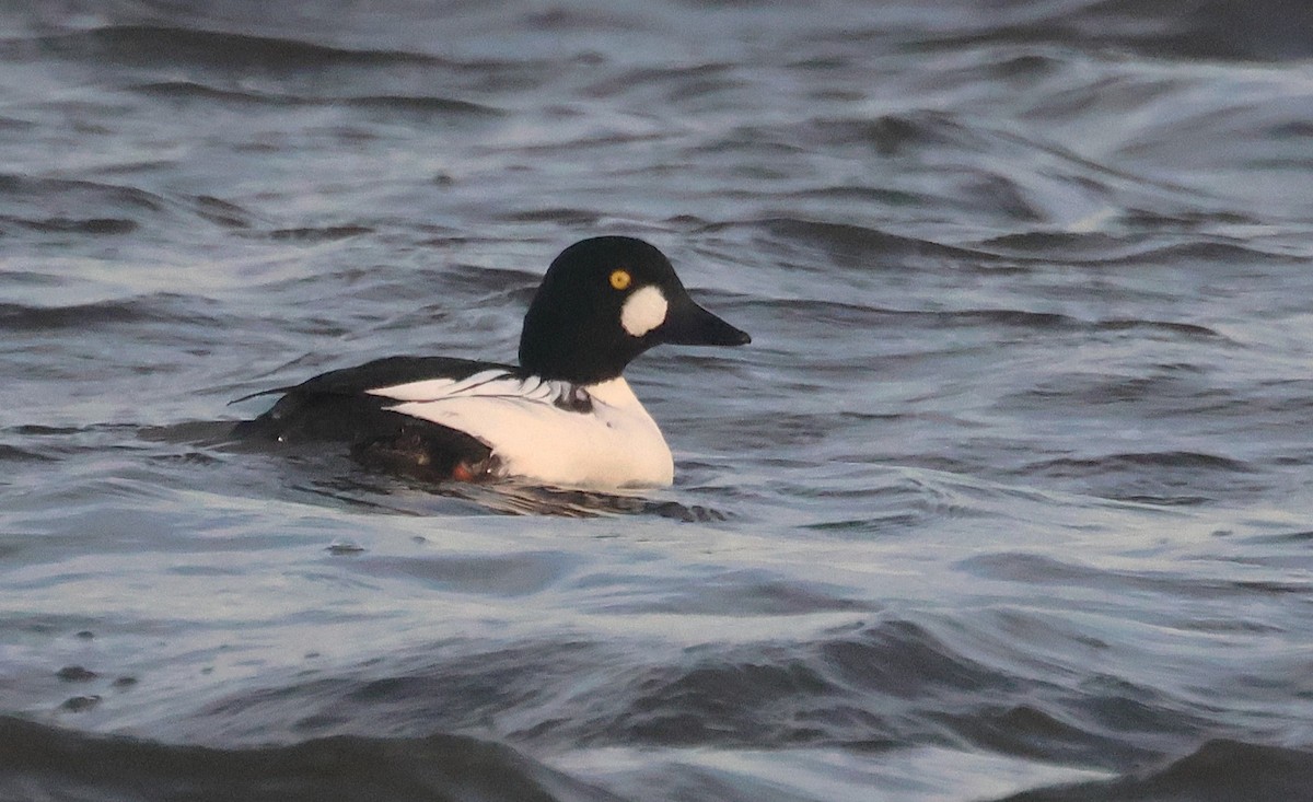 鵲鴨 - ML646356764