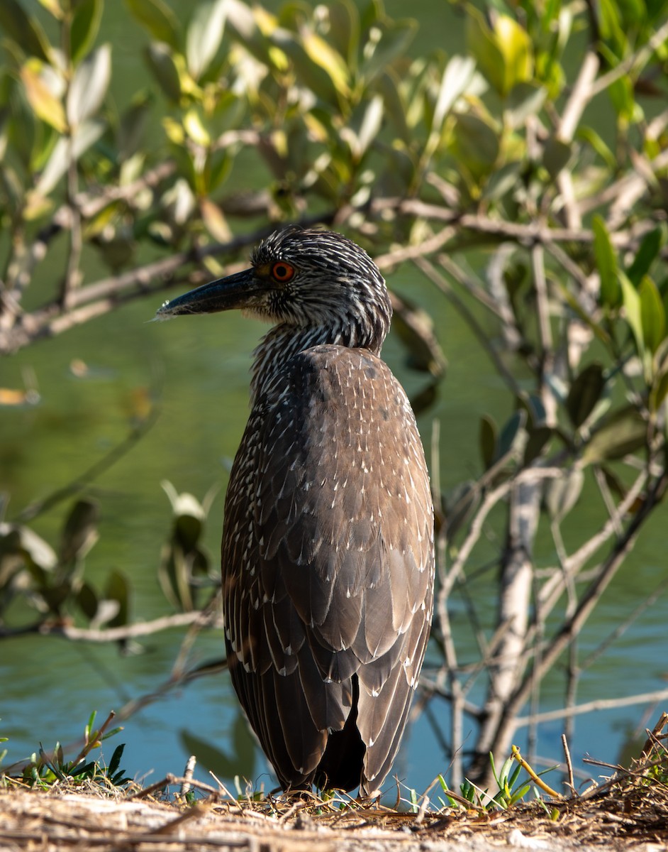 אנפת לילה צהובת-כיפה - ML646356765