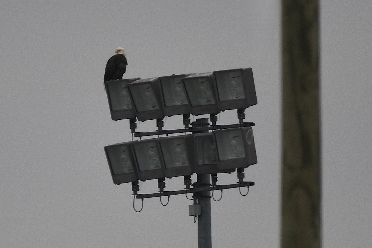 Bald Eagle - ML646356766