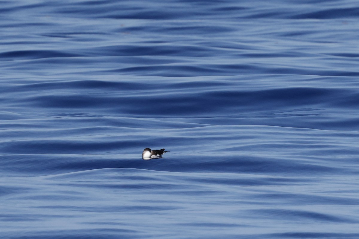 Gabai arrunta - ML646356769