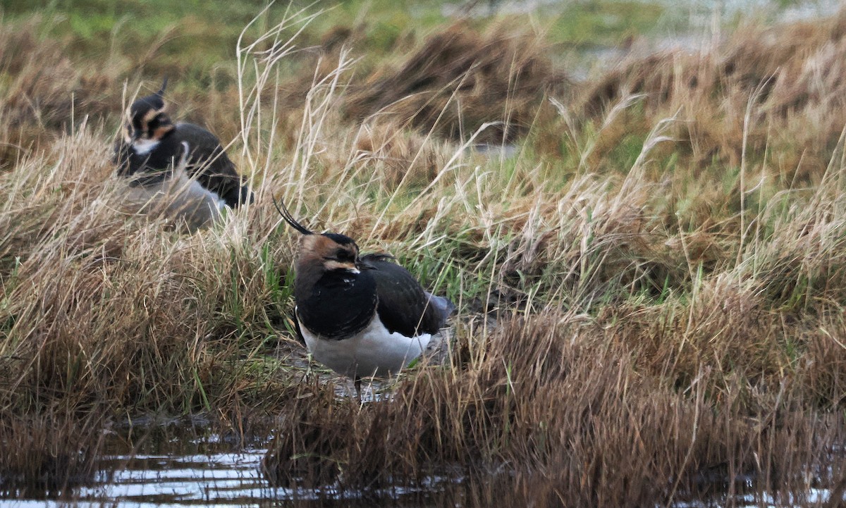 Kiebitz - ML646356771