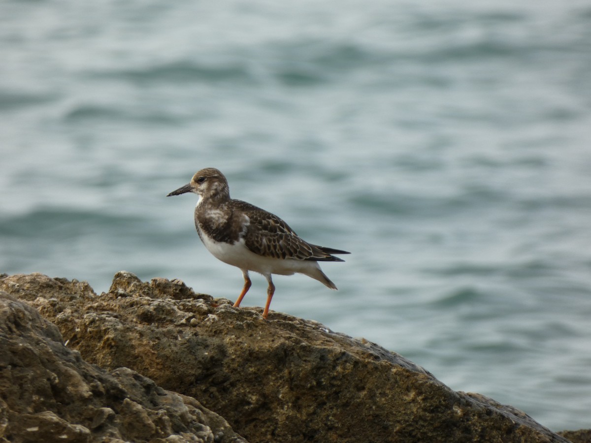 Ruddy Turnstone - ML646356772