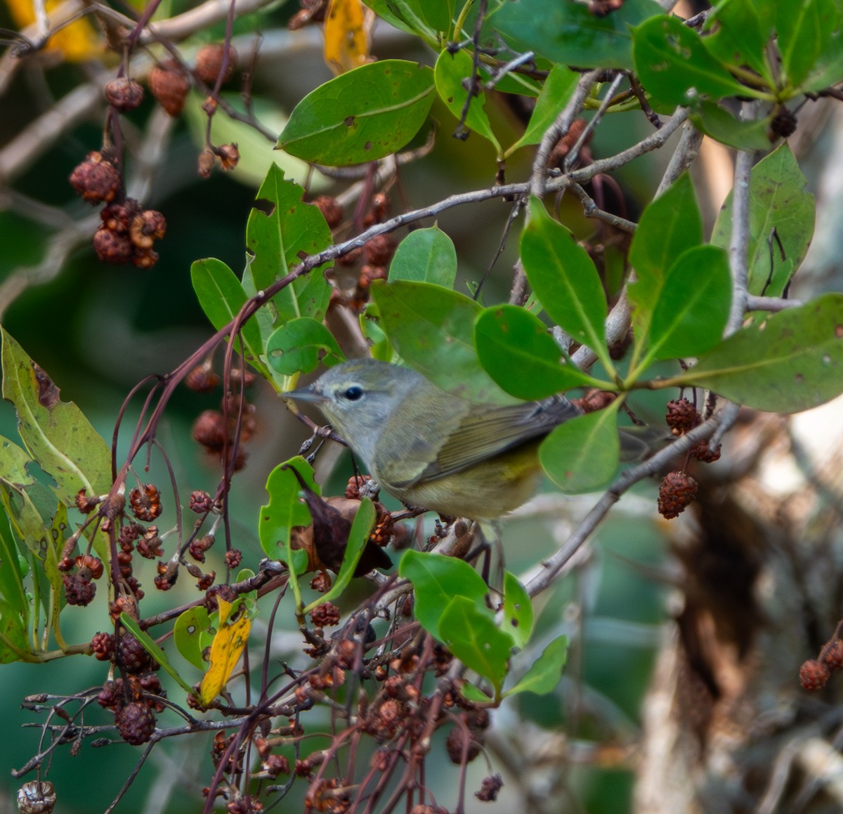 Orange-crowned Warbler - ML646356773
