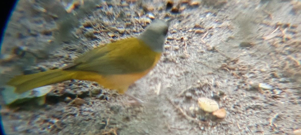 Gray-headed Tanager - ML646356774