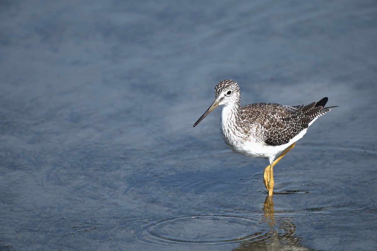 Greater Yellowlegs - ML646356775