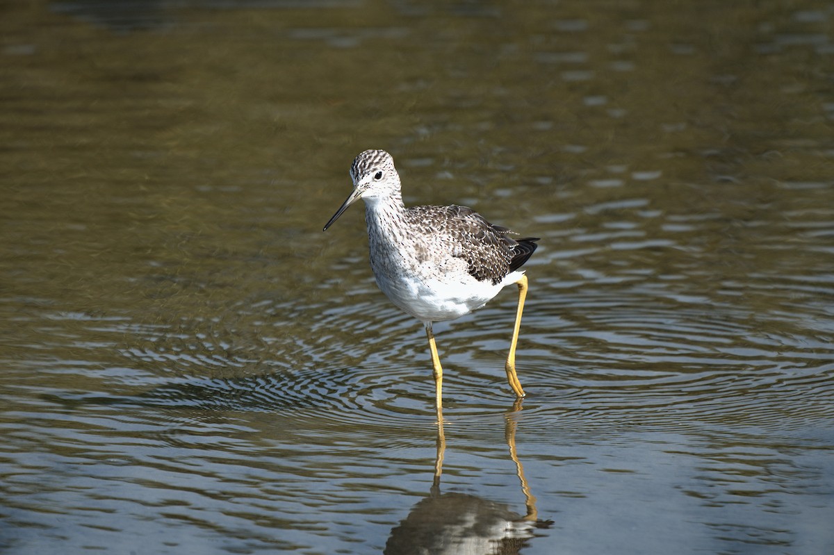 Greater Yellowlegs - ML646356776